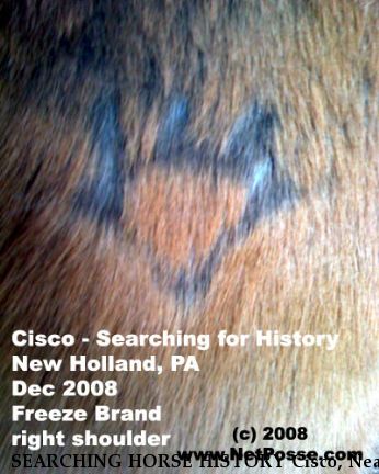 SEARCHING HORSE HISTORY Cisco, Near New Holland, PA, 17757